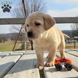 Henry, Yellow Labrador Retriever Puppy